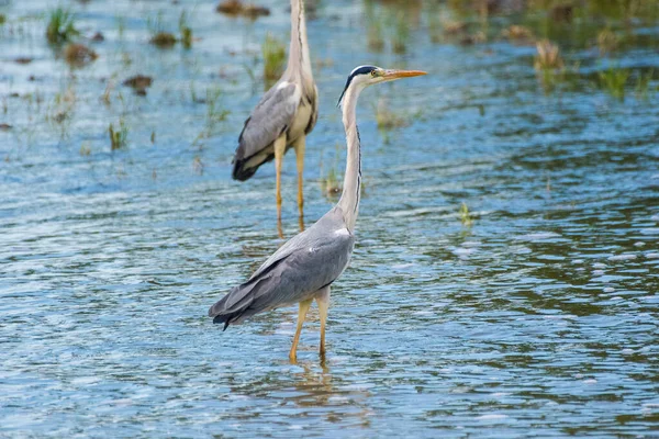 Ardea Cinerea Starc Cenusiu Grey Heron — стокове фото