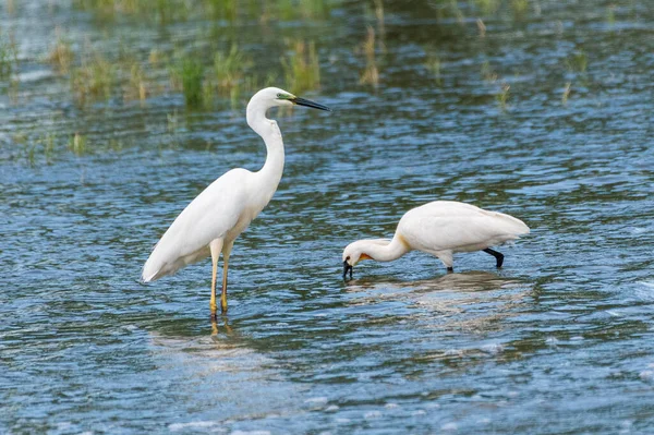 Egretta Garzetta Egreta Mica Seidenreiher — Stockfoto