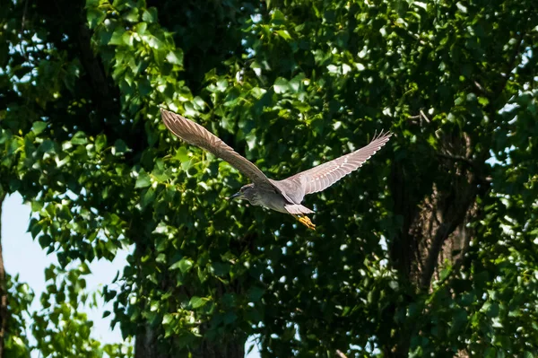 Nycticorax Nycticorax Starc Noapte Svartkrönt Nattbråck — Stockfoto