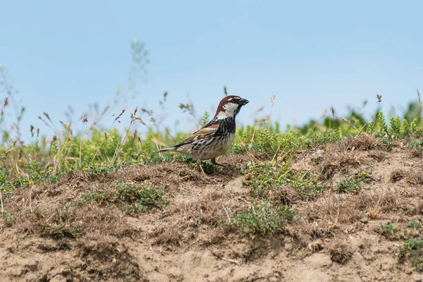 Passer Hispaniolensis Vrabie Negricioasa Spansk Sparv — Stockfoto