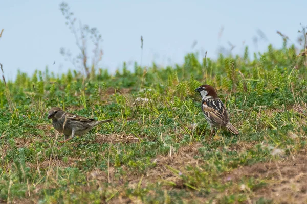 Passer Hispaniolensis Vrabie Negricioasa Spansk Sparv — Stockfoto