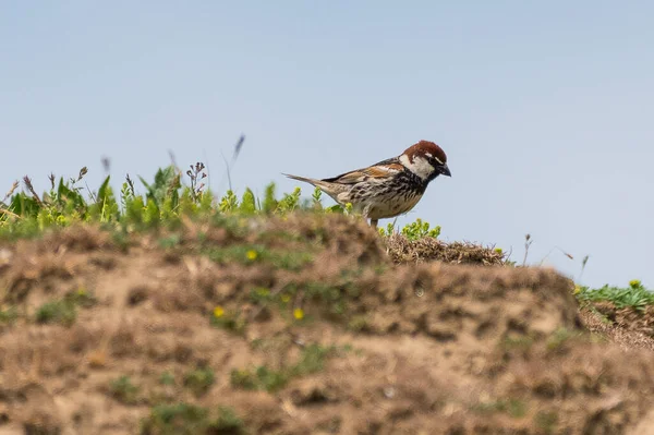 Passer Hispaniolensis Vrabie Negricioasa Spanish Sparrow — Stock Photo, Image