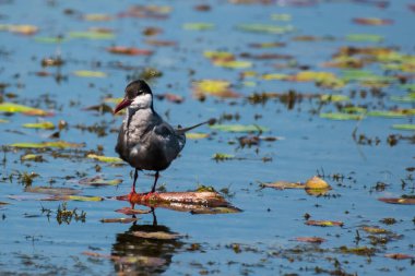 Phoenicurus phoenicurus - Codros de padure - yaygın olarak kullanılan bir kızılcık.