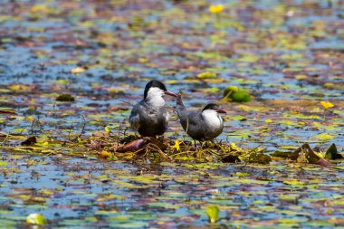 Phoenicurus phoenicurus - Codros de padure - yaygın olarak kullanılan bir kızılcık.