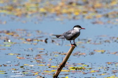 Phoenicurus phoenicurus - Codros de padure - yaygın olarak kullanılan bir kızılcık.
