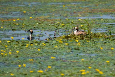 Podiceps kristali - Corcodel mare - Büyük ibikli grebe