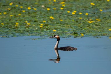 Podiceps kristali - Corcodel mare - Büyük ibikli grebe