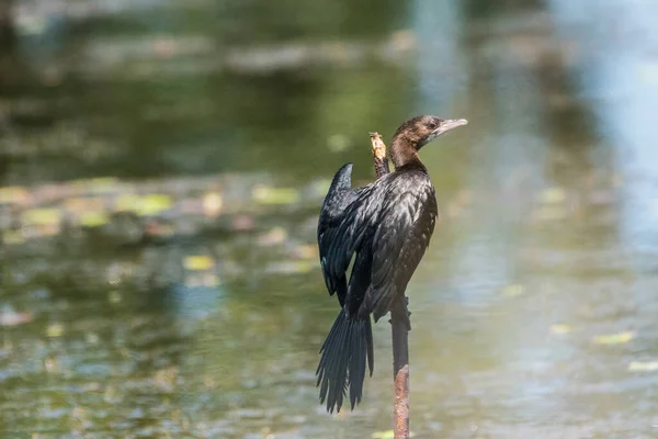 Microcarbo Pygmaeus Microfone Cormorão Cormorão Pigmeu — Fotografia de Stock