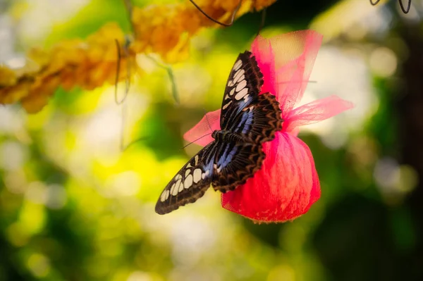 Zbliżenie Motylka Pijącego Nektar Zbliżenie Skrzydła Motyla — Zdjęcie stockowe