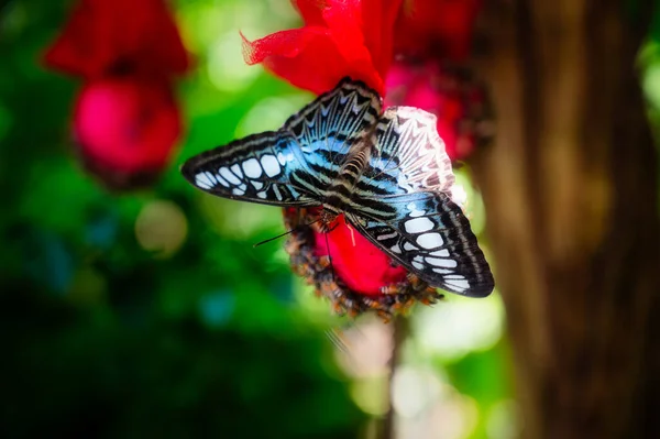 Primer Plano Mariposa Bebiendo Néctar Primer Plano Mariposa Ala — Foto de Stock