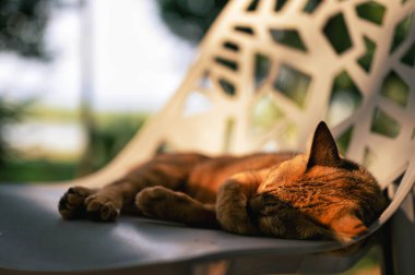 Küçük kedi metal koltuklarda uyuyarak rahatlıyor.