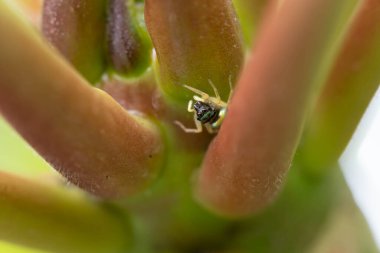 Ağaçtaki örümceğin doğa geçmişi var.