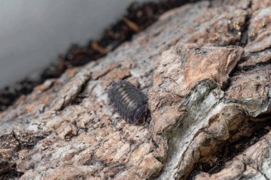 İzopod Cubaris türü Platin mermer üzerinde sürünüyor.