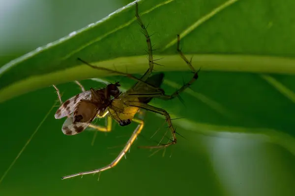 Close Spider Memakan Serangga Daun Dengan Latar Belakang Alam — Stok Foto