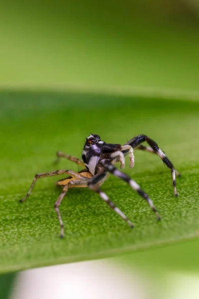 Close Spinne Auf Dem Baum Mit Naturhintergrund — Stockfoto