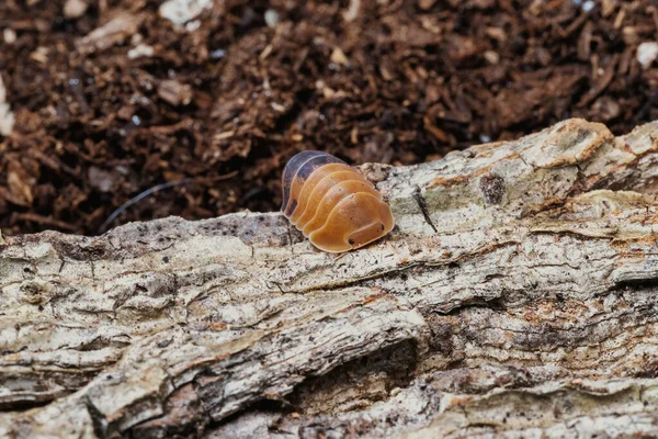 Isopode Cubaris Specie Platino Strisciante Sul Marmo — Foto Stock