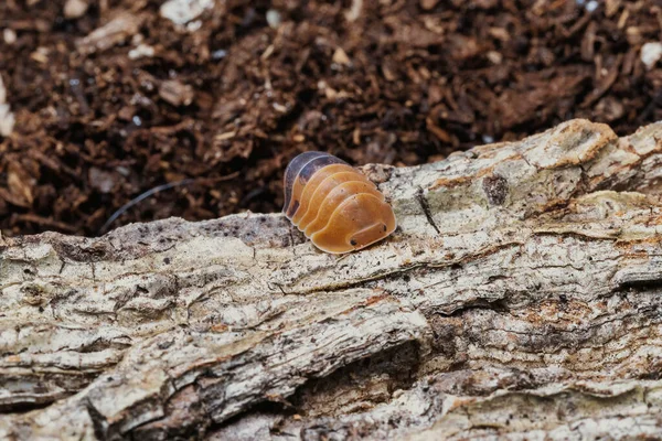 Isopod Cubaris Art Platin Kriecht Auf Marmor — Stockfoto