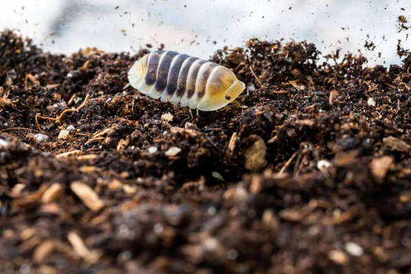 Isopoda Cubaris Jupiter Merangkak Tanah Stok Gambar Bebas Royalti