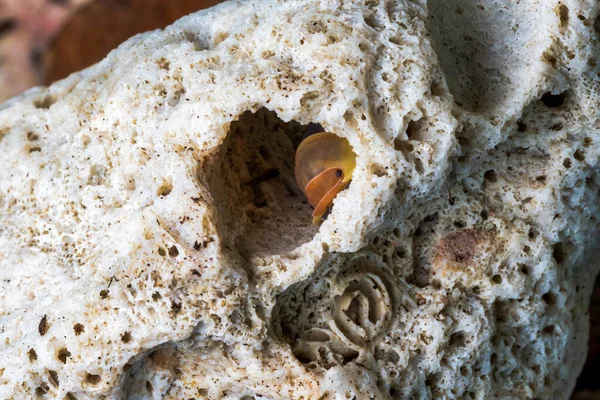 Виды Рода Isopod Cubaris Стоковая Картинка