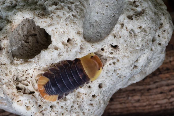 Spesies Isopoda Cubaris Bebek Karet Cubaris Stok Foto