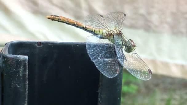 Dragonfly weerstaan sterke wind — Stockvideo