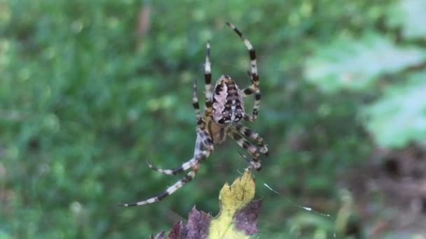 Araña muy pequeña — Vídeos de Stock