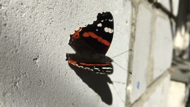 Black butterfly sits on a white brick wall — Stock Video