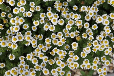 kır çiçekleri beyaz papatya