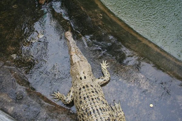 Crocodilo verde grande tende a água — Fotografia de Stock