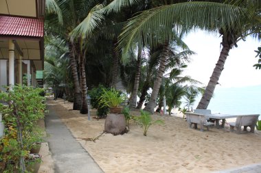 Beach Koh Samui palmiye ağaçları ile görünüm