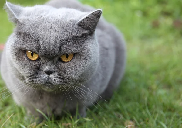 Katt brittiska korthår heter Tais drottning — Stockfoto