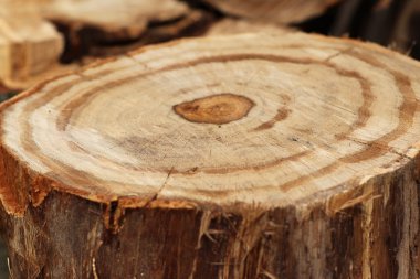 Ahşap bir denge aletinin üstüne kesmek doku testere