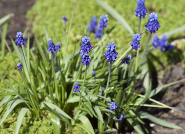 Rustik bir bahçede mavi çiçekler
