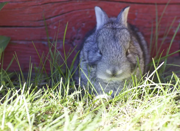 Lilla kanin sitter på gräset — Stockfoto