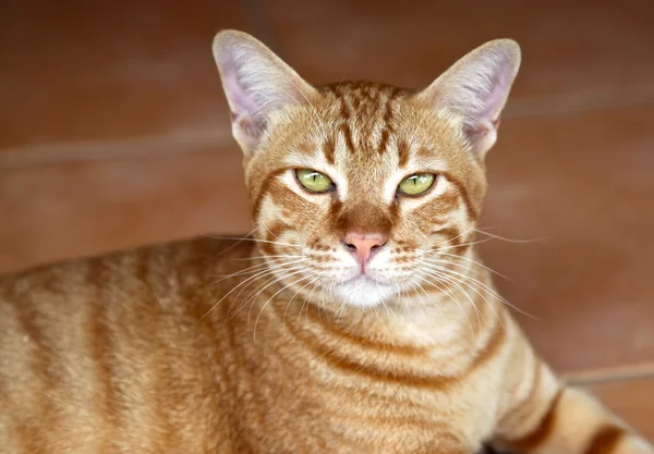 Red Cat Oriental breeds — Stock Photo, Image