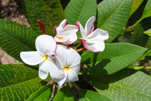 Flor tropical blanca brillante en flor — Foto de Stock