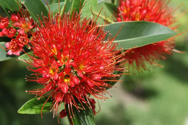 Flor tropical vermelha brilhante em flor, Koh Samui — Fotografia de Stock