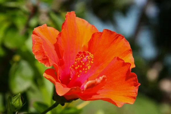 Zářivě červená tropická květina v květu, Koh Samui — Stock fotografie