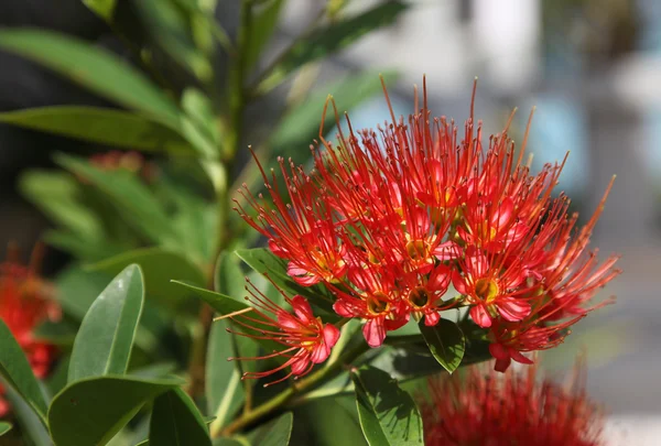 Flor tropical vermelha brilhante em flor, Koh Samui — Fotografia de Stock