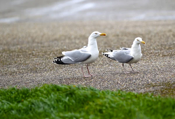 Gaviota sentada en la playa — Foto de Stock