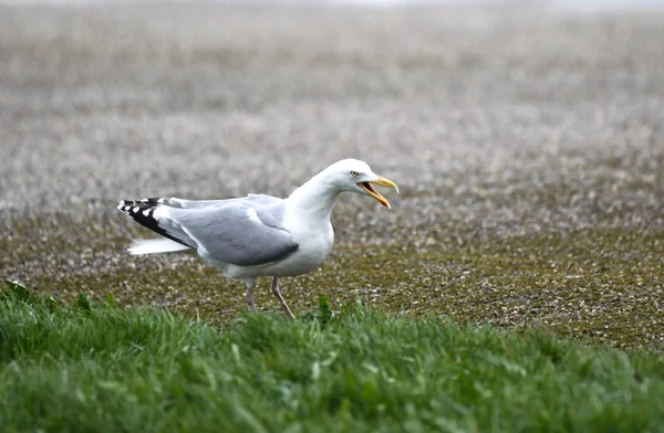 Gaviota sentada en la playa — Foto de Stock