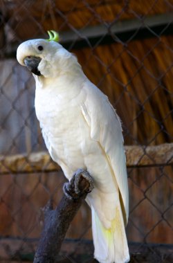 parrot sits on a tree branch