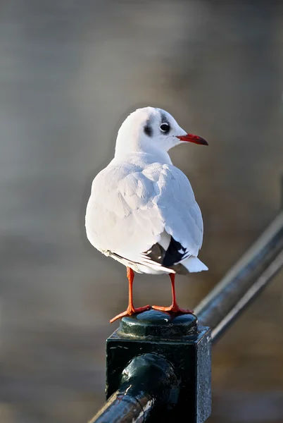 White and gray urban pigeon — Stok fotoğraf