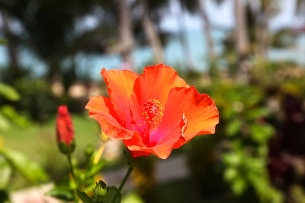 Red tropical flower hibiscus — Stok fotoğraf