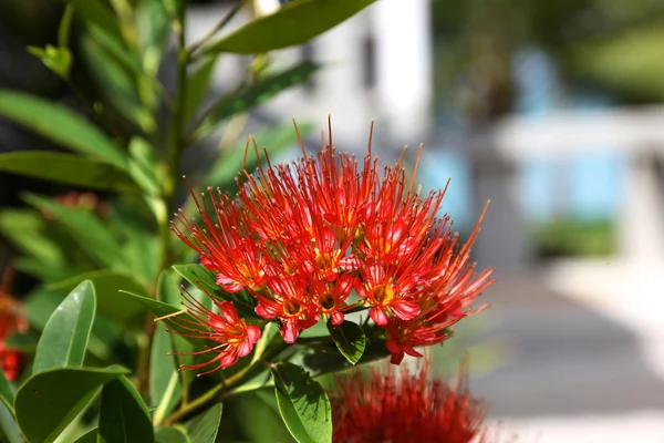 Красный тропический цветок — стоковое фото