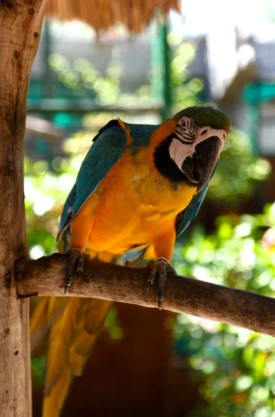 Parrot sits on a tree branch — Zdjęcie stockowe