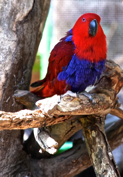 Parrot sits on a tree branch — Stock Fotó