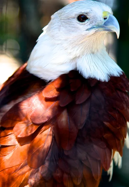 Porträt eines Weißkopfseeadlers — Stockfoto