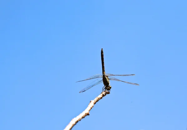 Dragonfly sitting on a branch of a bush — Stock Photo, Image