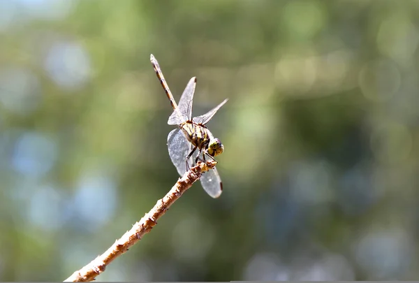 Dragonfly sitting on a branch of a bush — Stock Photo, Image